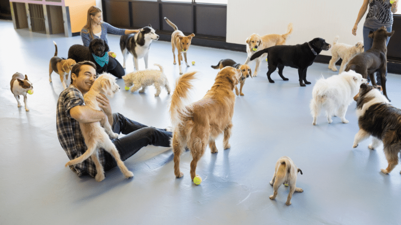 Multiple dogs in a busy boarding kennel with only two dog sitters supervising