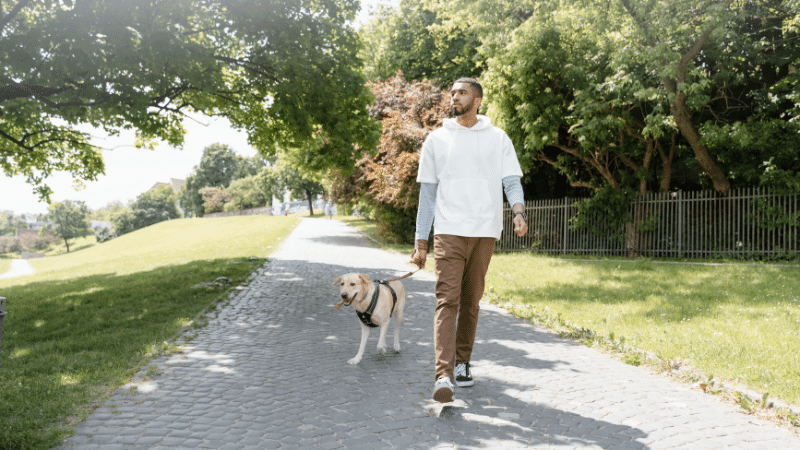 Professional dog walker walking with a dog on the street with care and control