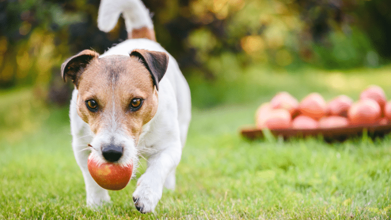 Happy dog holding a fresh apple, safe and nutritious snack time.