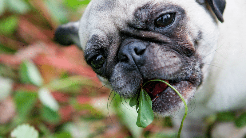 a dog eating srawberries with left from direct strawberries garden