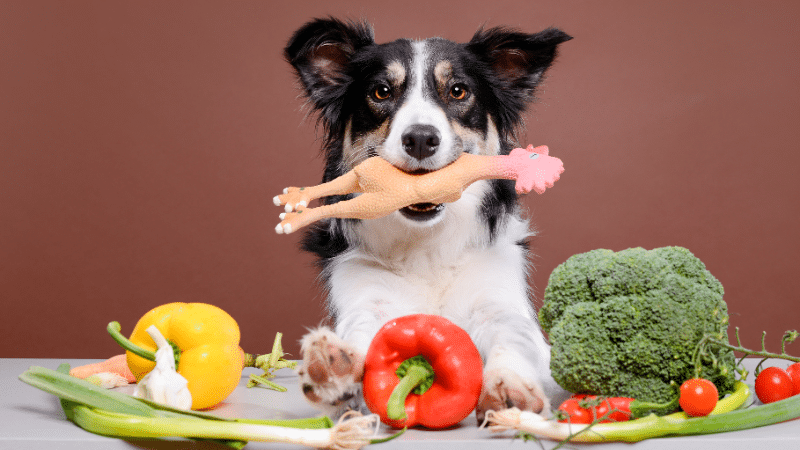 A dog being trained to eat chicken stew with vegetables from a bowl.