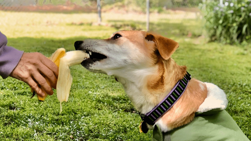 Dog owner feeding a banana to their dog in a sunny park setting