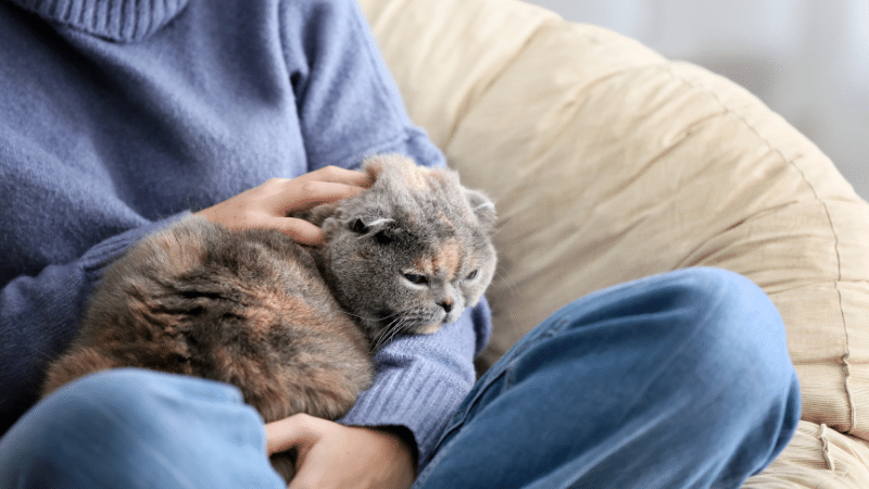 Pet sitter lovingly holding a cat on their lap, providing personal in-home pet care
