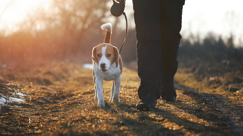 Professional dog walker walking a happy dog outdoors on a leash