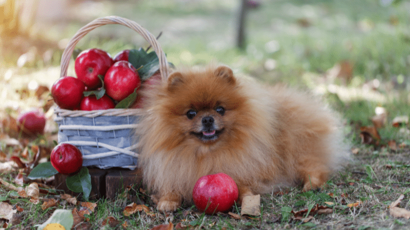 Happy dog sitting near a pile of fresh apples, excited for a tasty treat.