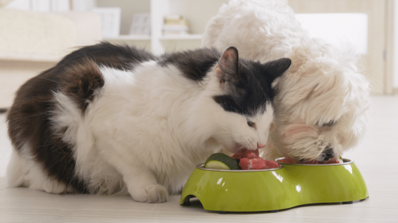 A dog and a cat eating healthy food on their own while learning and building good eating habits.