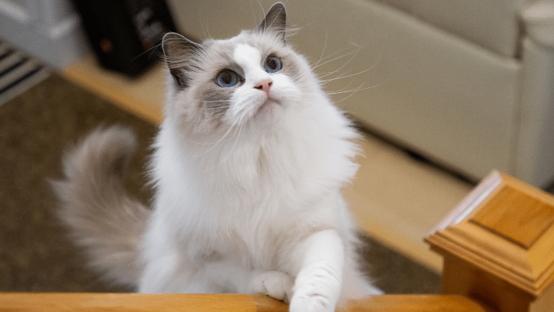White cat sitting calmly on the floor 