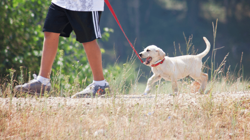 A man walking with his dog on the street during a calm and peaceful day.