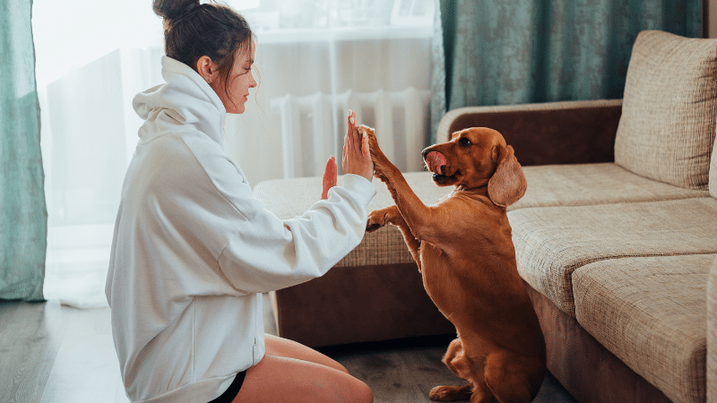 Playful dog and young girl bonding during pet sitting session, touching paw and hand in a joyful outdoor moment
