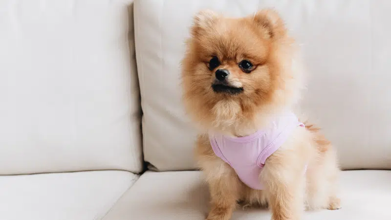 Adorable brown mini Pomeranian wearing a white dress sitting on a sofa in a cozy UAE home