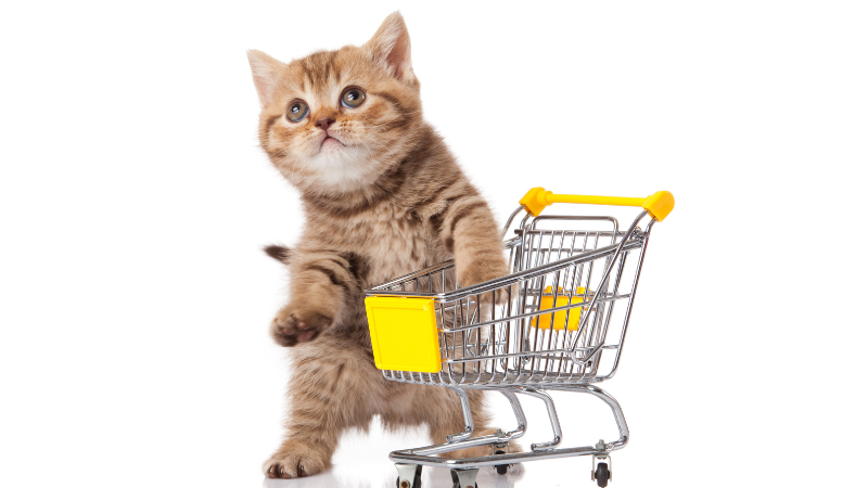 Cat sitting inside a shopping trolley at a store, calmly enjoying the shopping experience