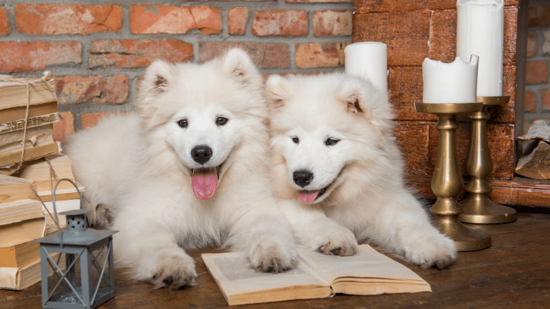Two white Samoyed dogs sitting on the floor looking at an open book