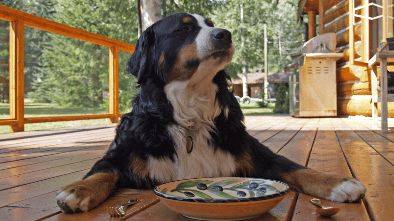 Dog placing a plate with fresh blueberries in front, ready to enjoy the healthy fruit snack.