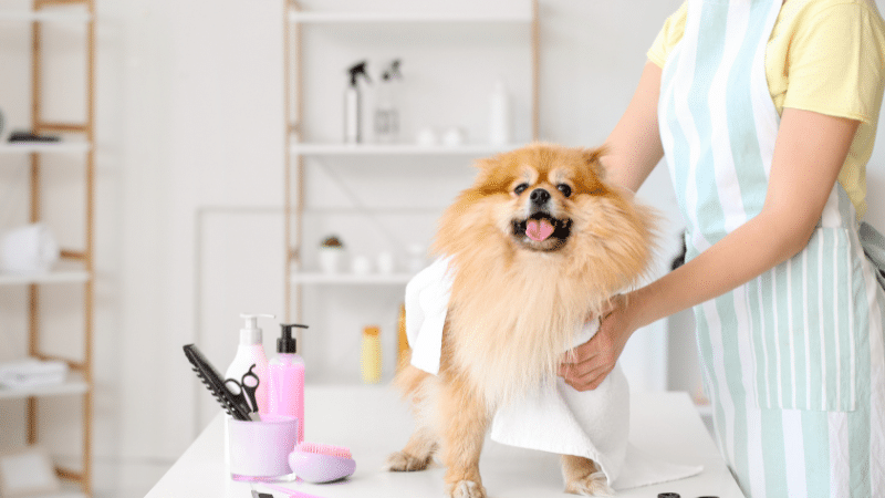 Brown mini Pomeranian during grooming and haircut with clean fur styling in a UAE pet salon