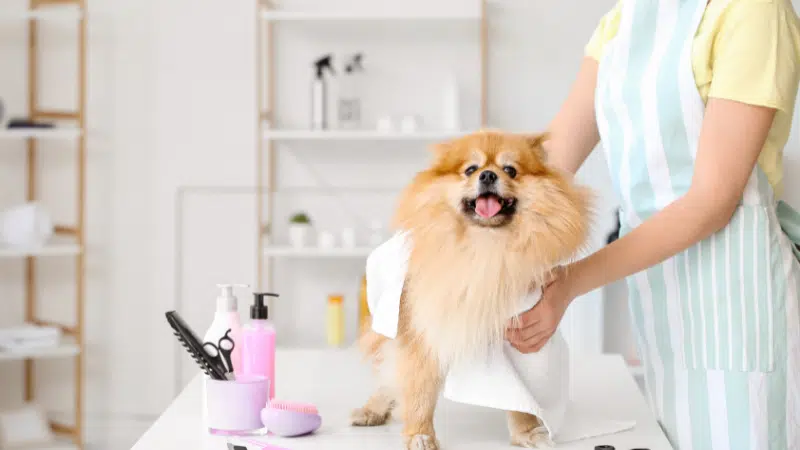 Brown mini Pomeranian during grooming and haircut with clean fur styling in a UAE pet salon