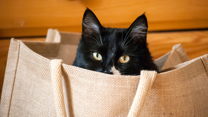 Black cat sitting inside a backpack with only its face visible, peeking out curiously