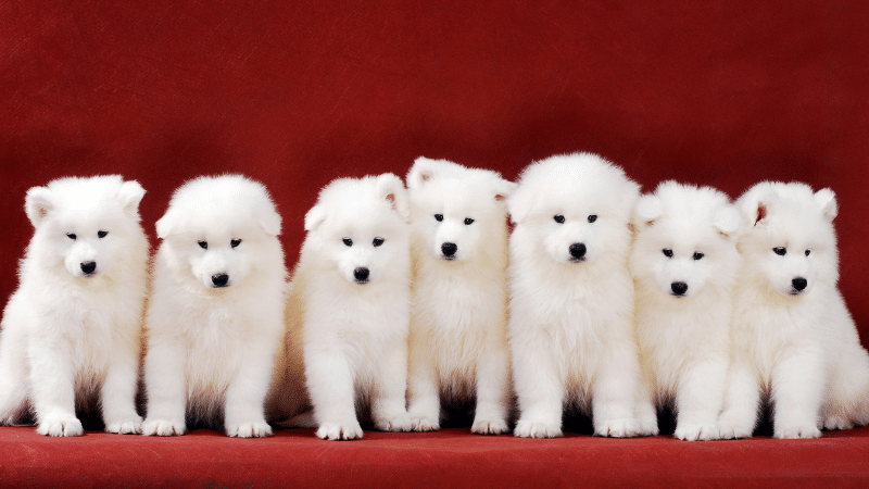 Seven white Samoyed dogs sitting together against a bright red background.