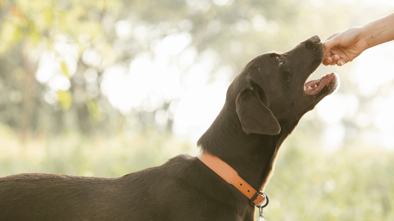 A Person feeding fresh blueberries by hand to a  black dog in an outdoor