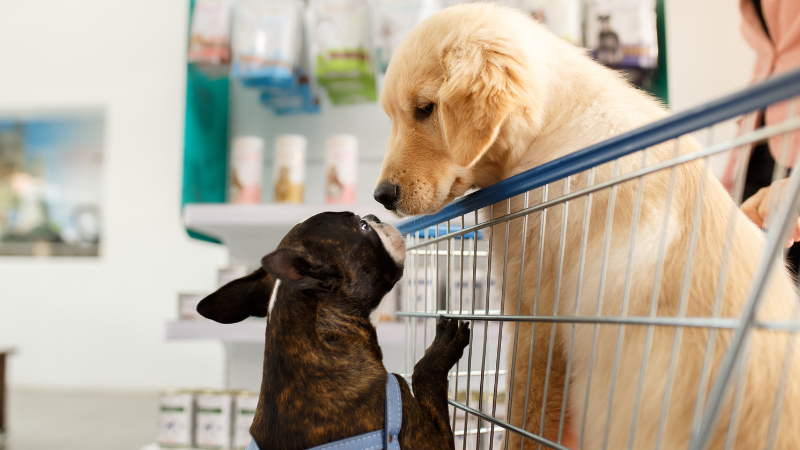 Two dogs sitting inside a shopping trolley at a market, waiting as someone considers buying them