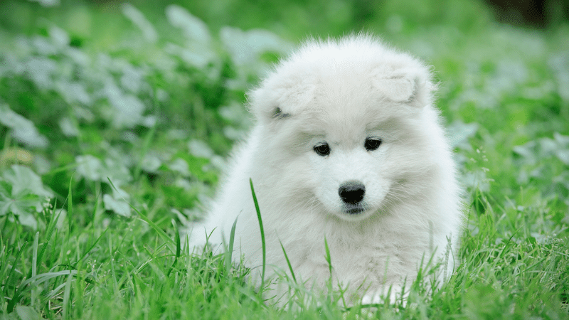 A White Samoyed puppy playing on green grass in the field