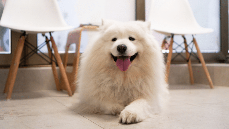 Happy white Samoyed dog sitting on the floor with tongue out