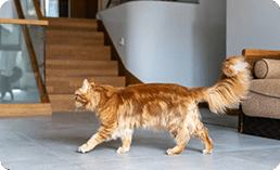 Cat freedom at home