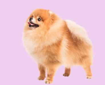 A brown mini pomeranina