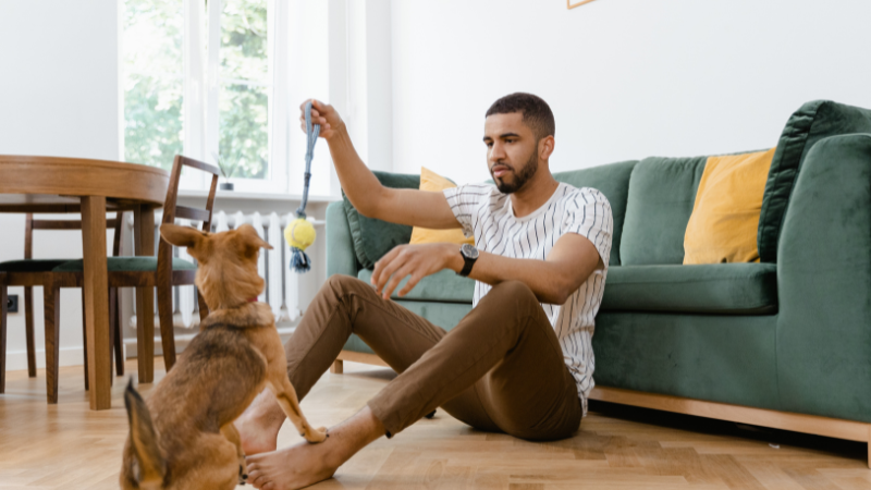 a dog sitter playing with a dog in the dog sitter room