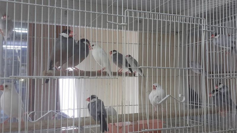 Ghantoot Birds