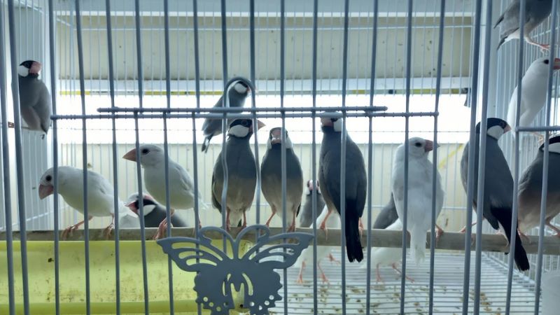 Birds and Pet Animals – JARAH
