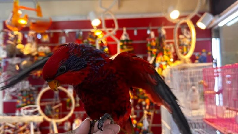 Al Bustan Birds