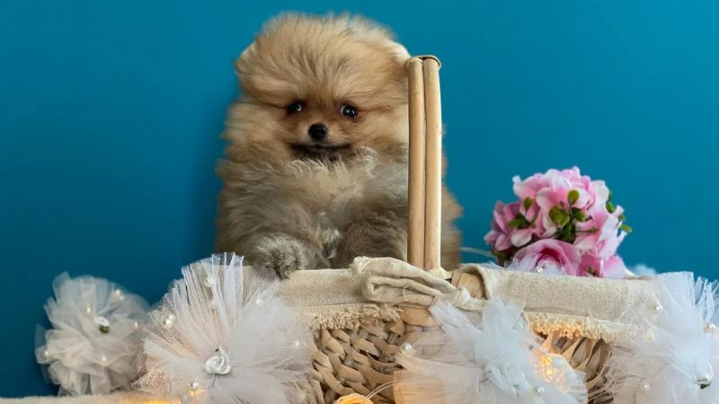Paradise Pets Trading LLC - bird market in ajman