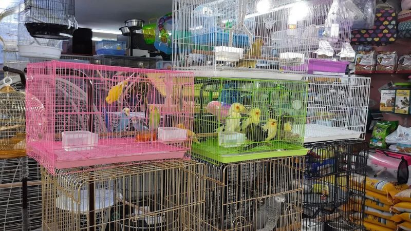 Aquatic Life Pets in ajman