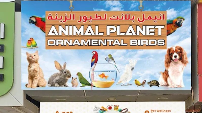 Animal Planet Ornamental Birds in ajman