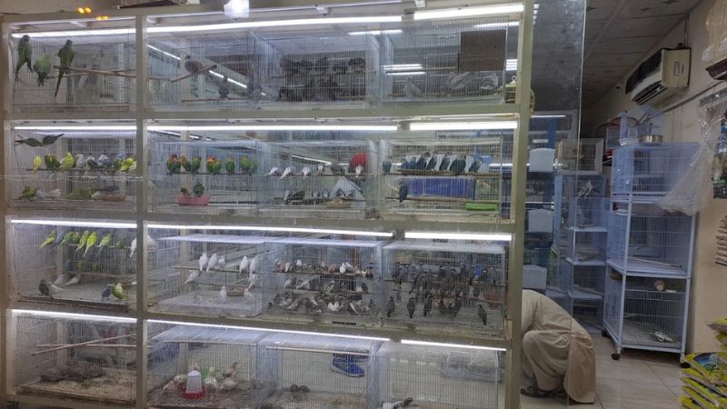 Scallop Birds - bird market in ajman