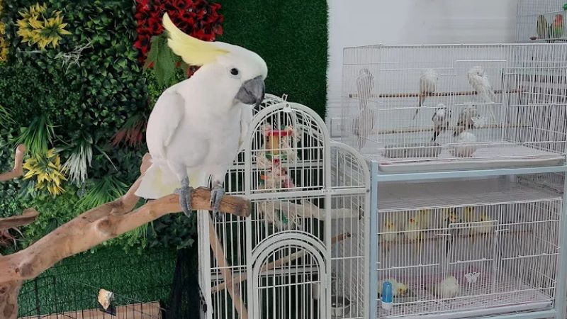 Sahara Exotics - bird market in dubai