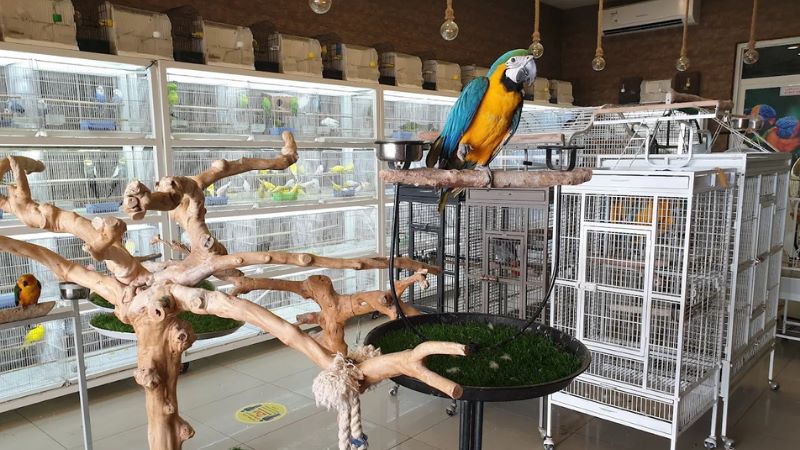 Pet Corner Al Warsan - bird market in dubai