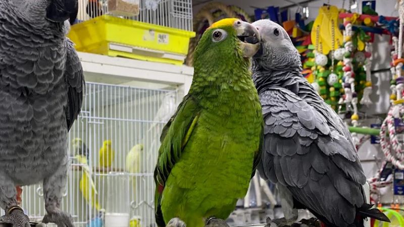 King of Bird, – Al Bada’a bird market in dubai