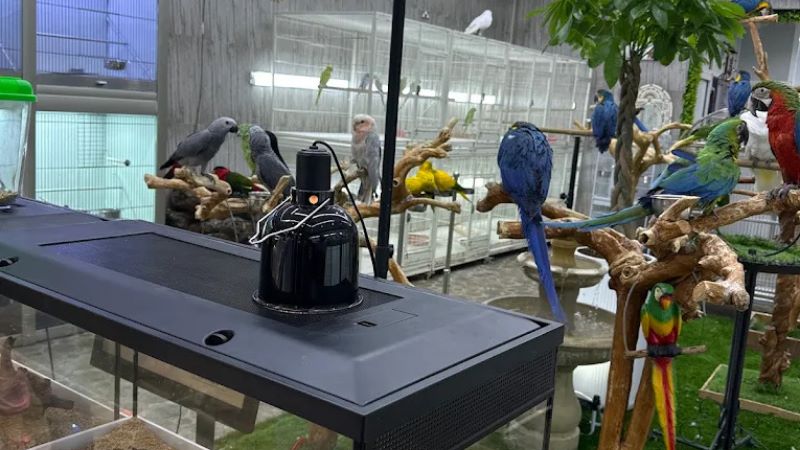 Paradise Birds market in dubai
