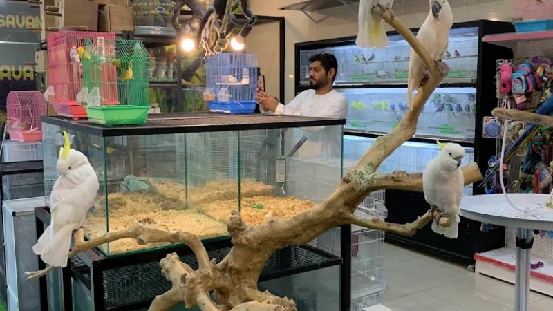 King Parrots shop in dubai where some birds in this shopt