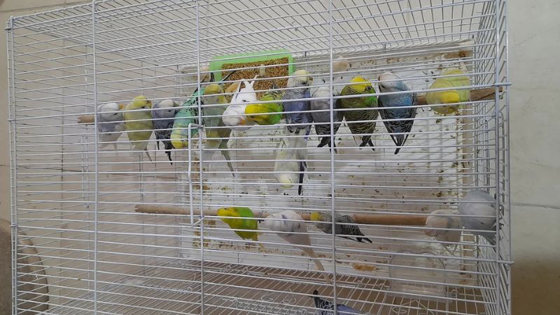 Al Sahat Fooders & Birds