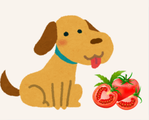 a cute dog with wagging tail to wait to eat red a tomato