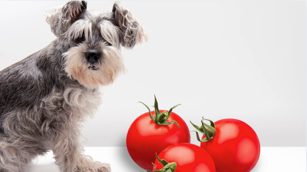 a dog stay to eat red tomatoes