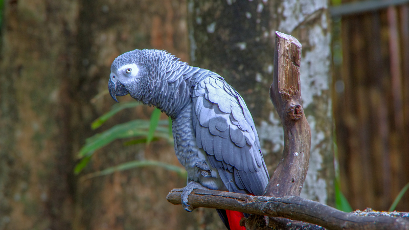 African Grey Parrot sitting on a tree branch with grey feathers and red tail