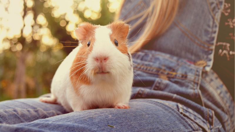 A guinea pig sitting on a person’s foot in a grassy field, enjoying the outdoors.