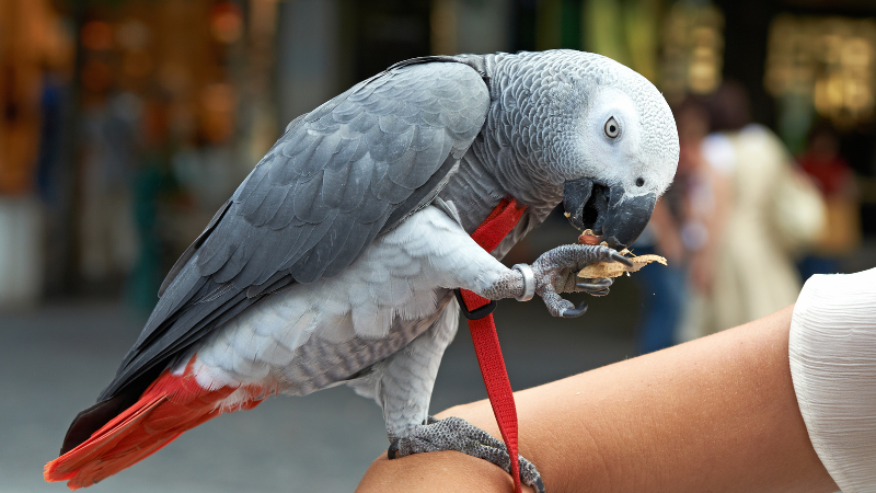 African Grey Parrot sitting on a person's hand with red rope tied to its leg