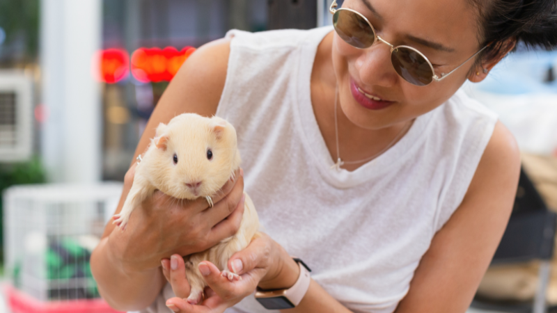 A guinea pig being gently held in a girl’s hand.