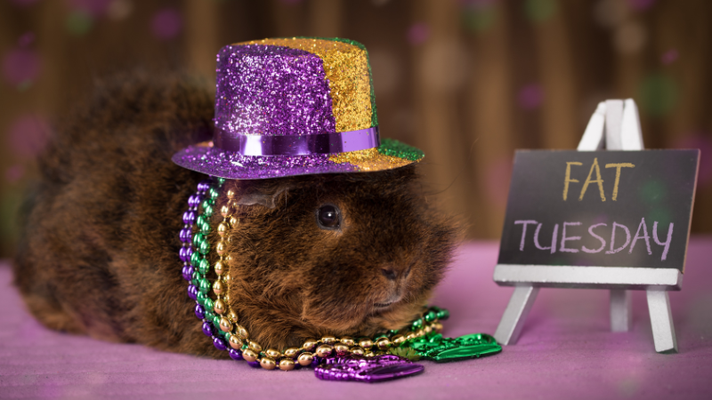 A guinea pig wearing a cute little hat, sitting adorably.