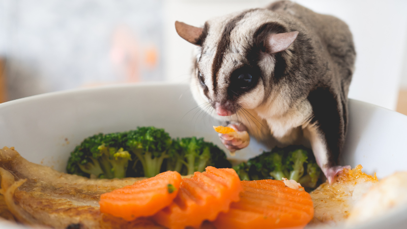 A sugar guilder eating some fresh food itself at home 