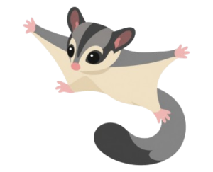 a sugar glider are flying
